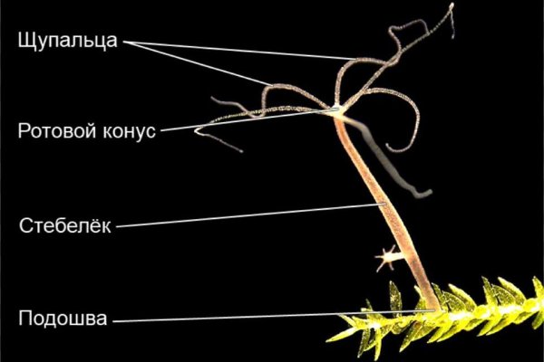 Кракен пользователь не найден что